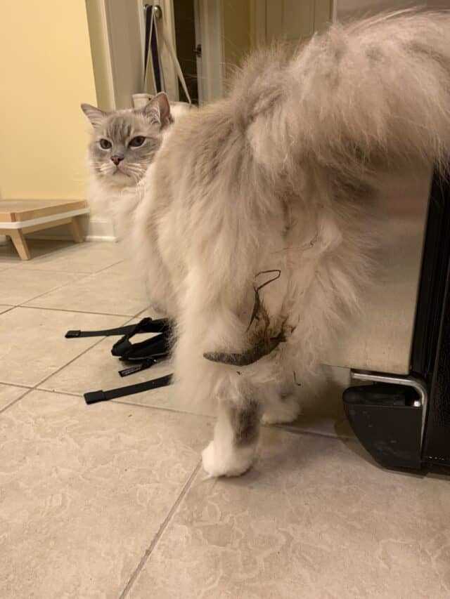 Maintain a Clean Environment for Your Feline Friend