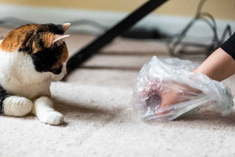 Disinfect the Affected Area