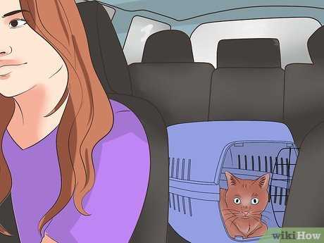 Ensuring Your Cat's Safety on the Road