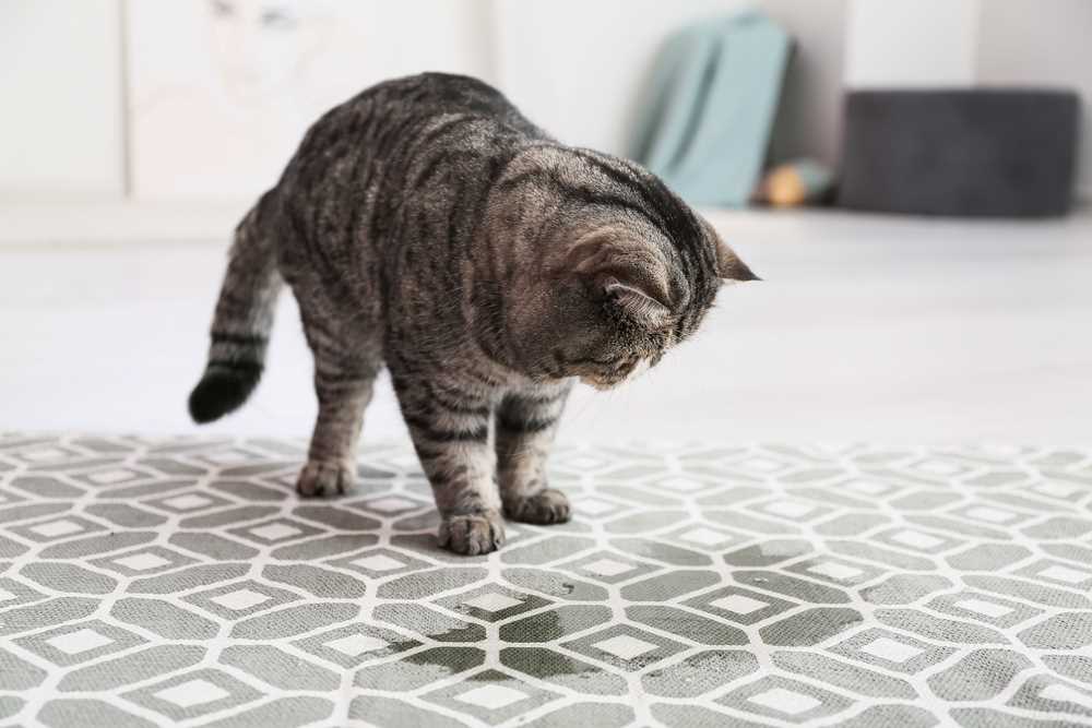 Use Baking Soda for Odor Absorption