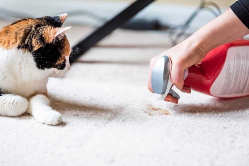 Maintain Cleanliness