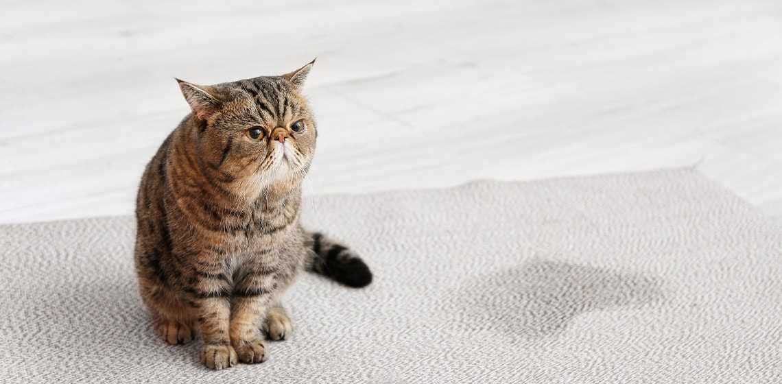 Proper Litter Box Maintenance