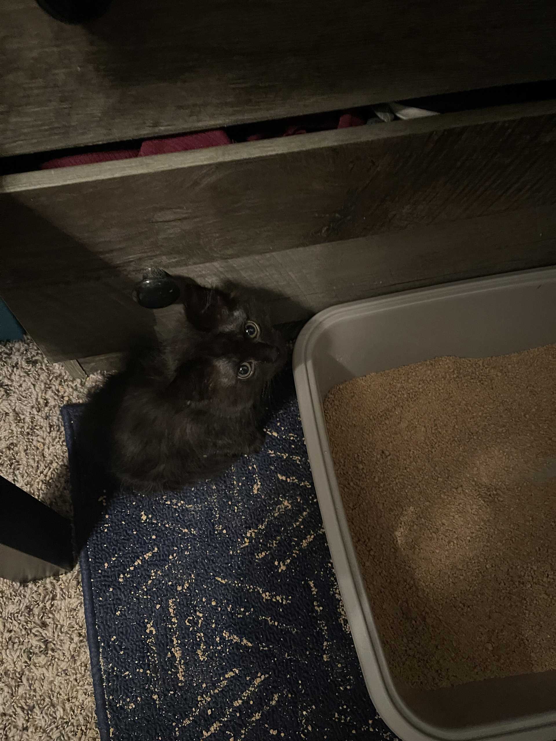 Best Practices for Regular Litter Box Maintenance