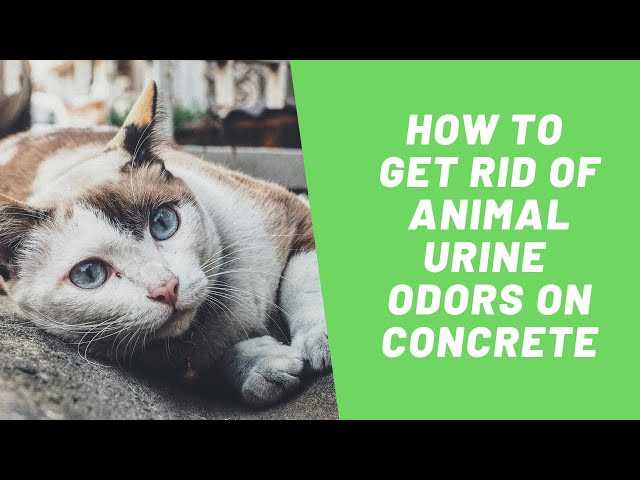 Seal the Concrete After Cleaning