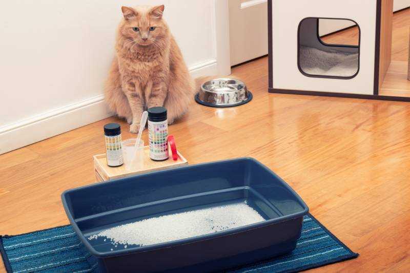 Choosing the Right Cleaning Supplies
