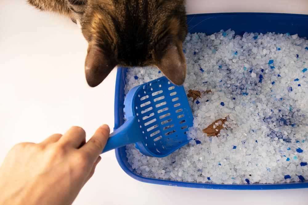 Understanding the Source of Feline Waste Odor
