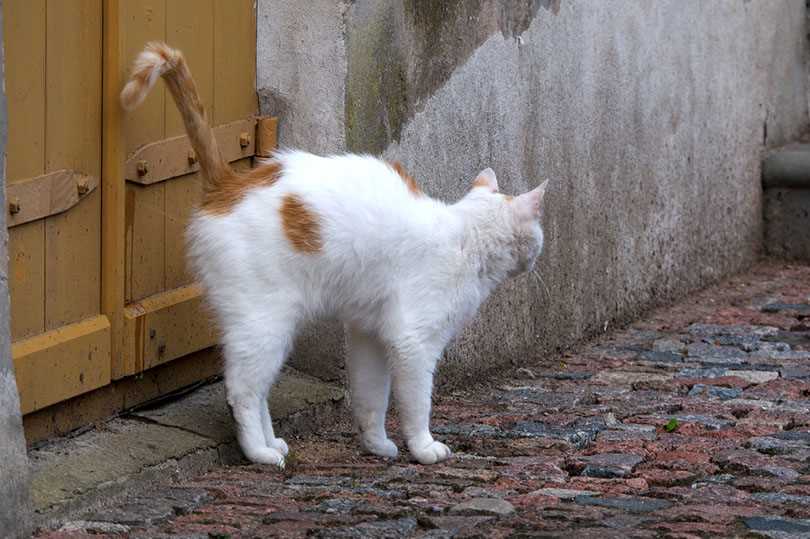 Creating a Cat-Friendly Outdoor Space
