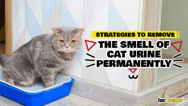 Cleaning Strategies