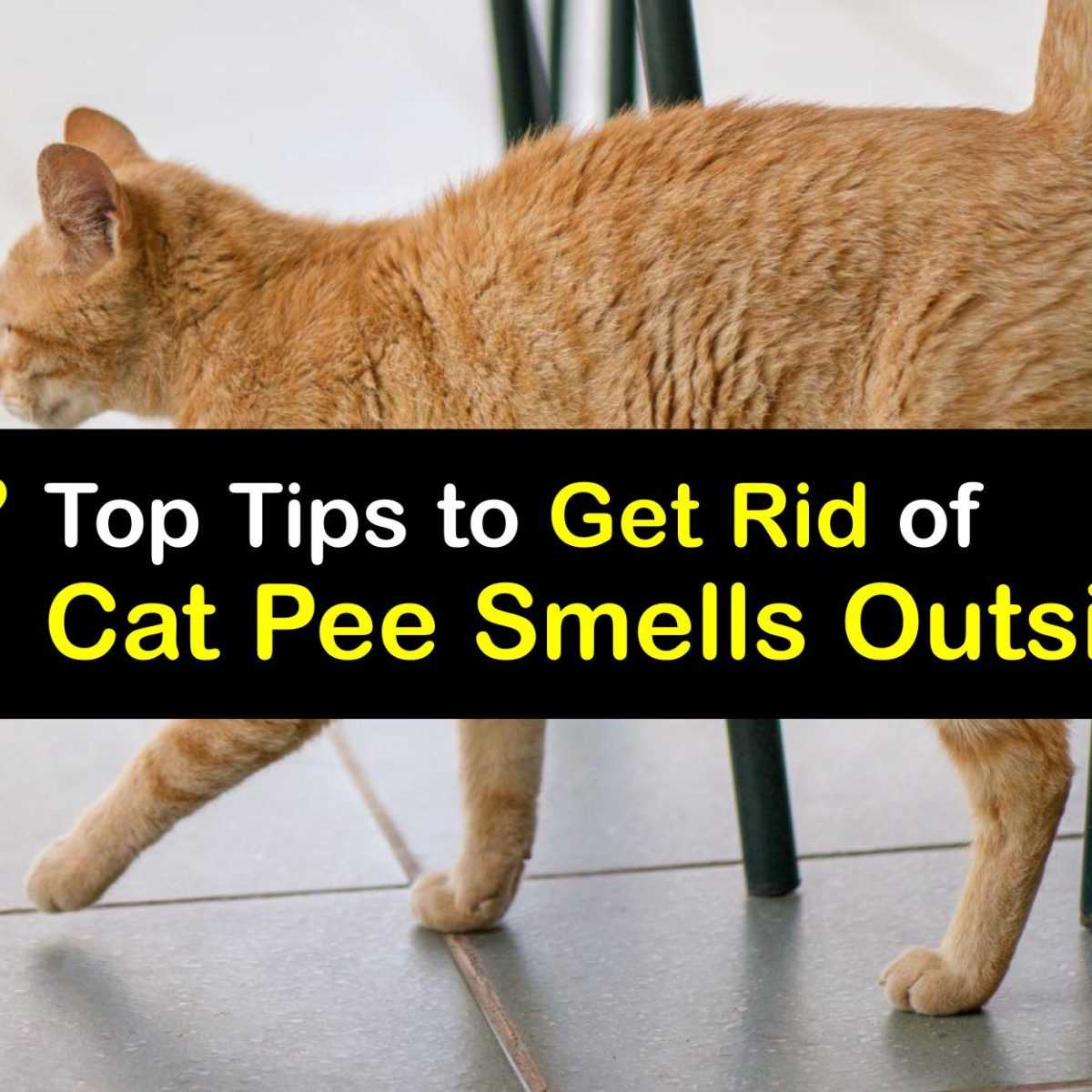 Eliminating Unpleasant Odors in the Yard