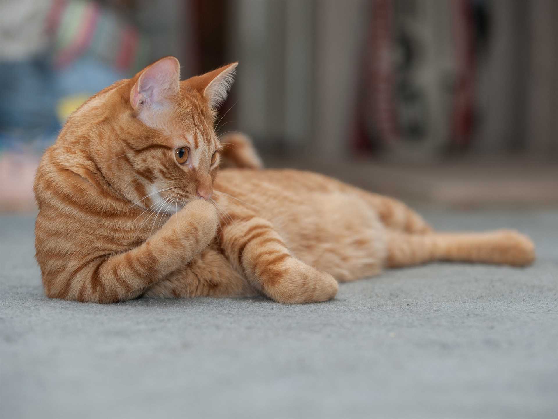 Cleaning Solutions for Cat Urine Stains