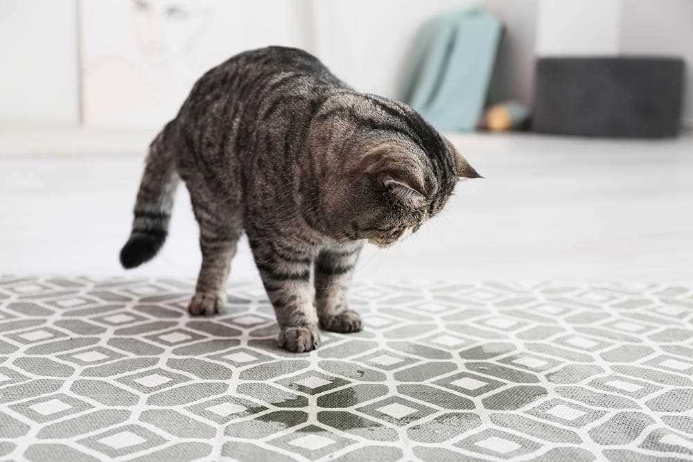 When to Call a Professional for Feline Odor Issues
