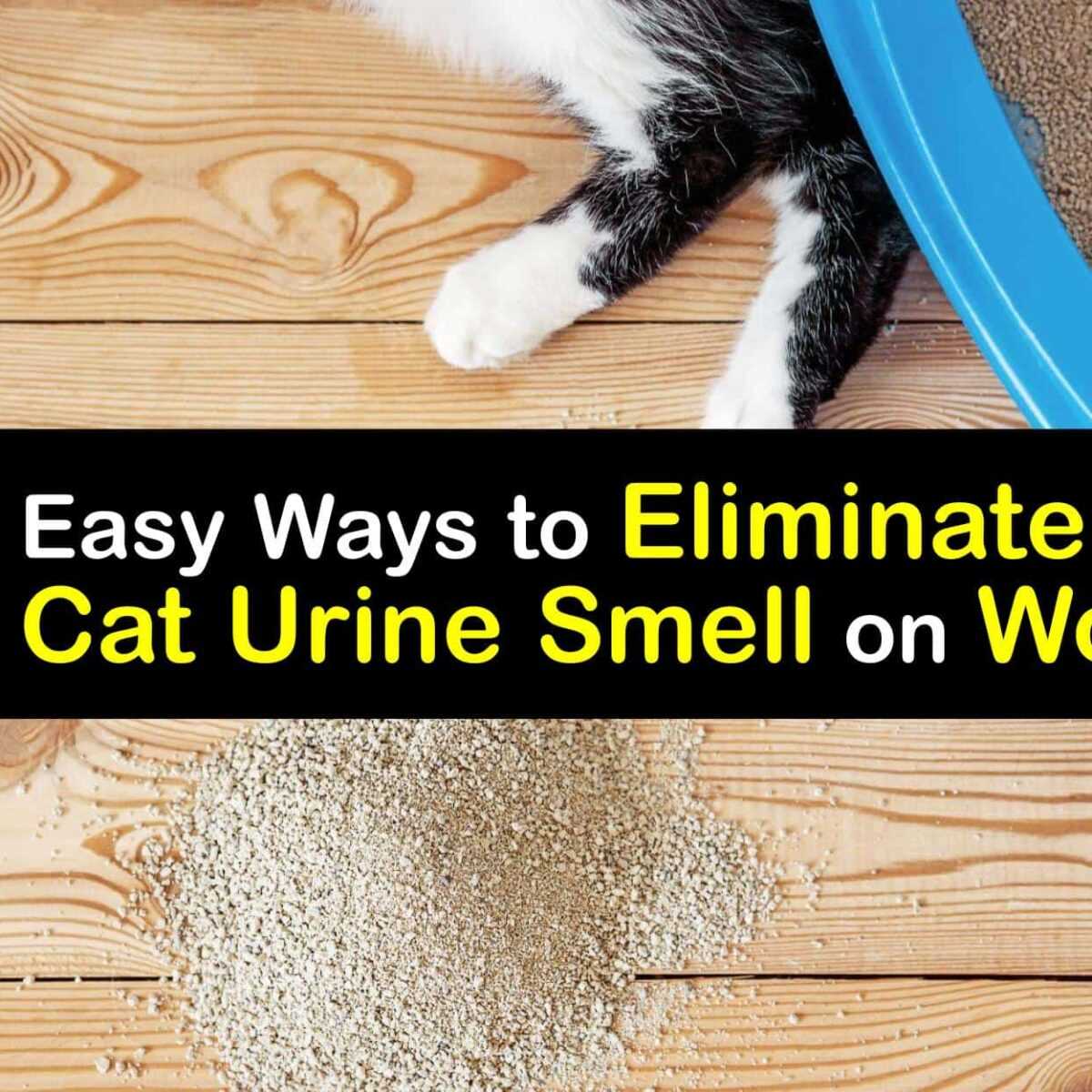 Step-by-Step Cleaning Process for Upholstery