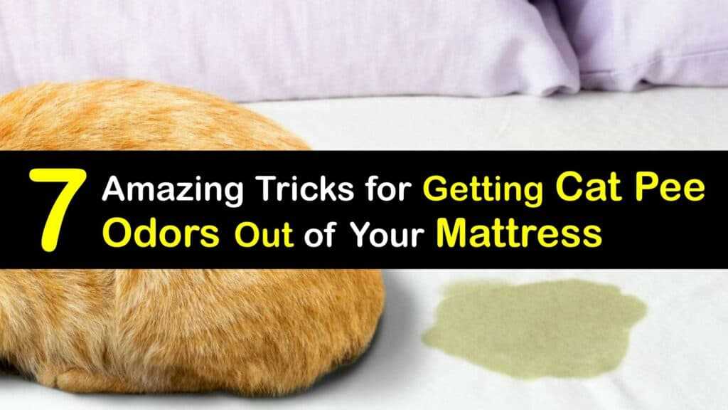 Apply Cleaning Solution and Scrub
