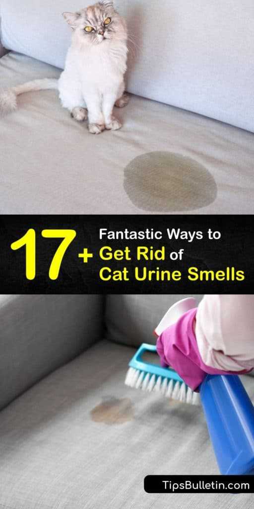 Understanding the Cause of Feline Fluid's Scent