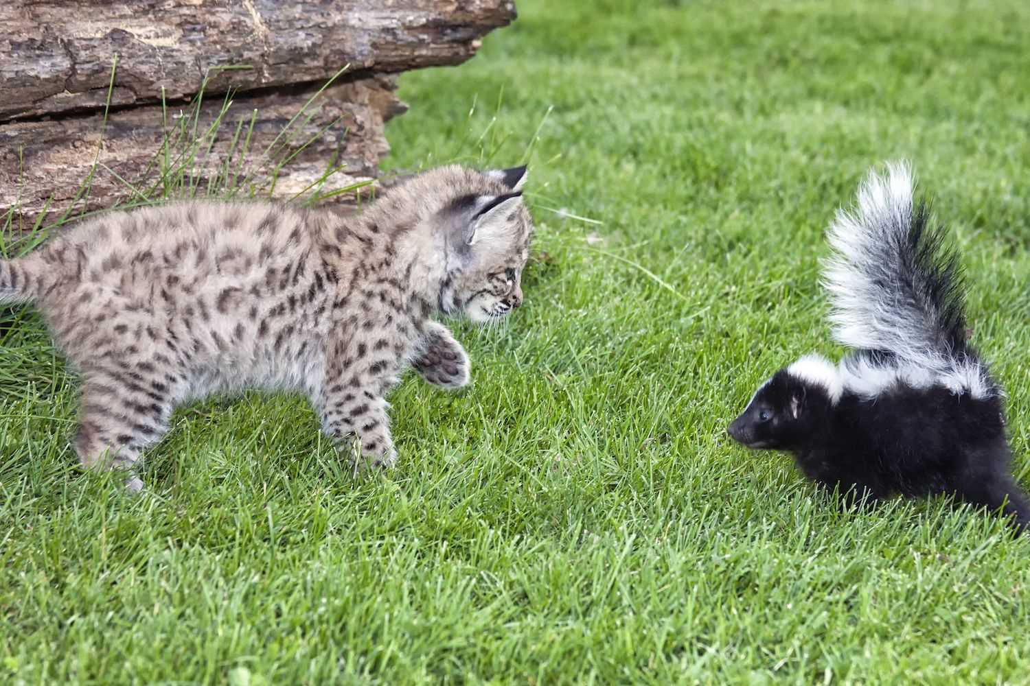 Bathing Your Feline Properly to Eliminate the Odor