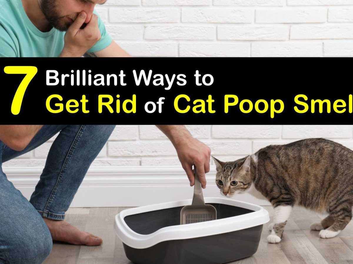 Creating a Proper Location for the Litter Box
