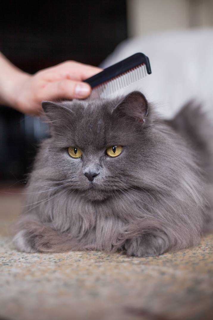 Essential Grooming Tools