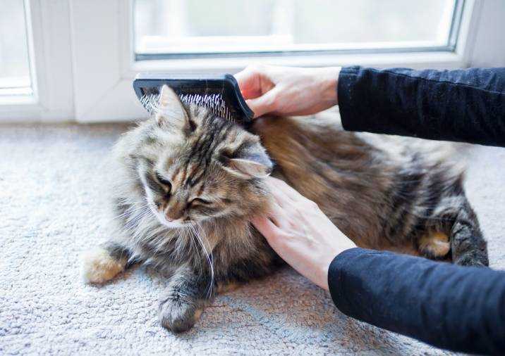 Bathing Your Long Fur Friend Safely