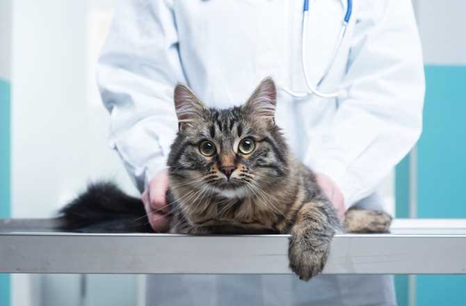 Understanding and Managing Common Health Issues