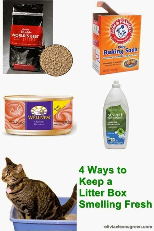 Clean the Litter Area Regularly