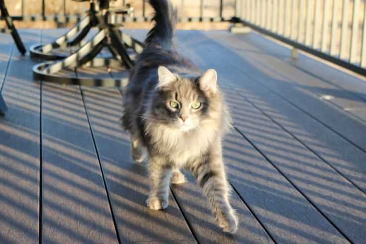 Creating an Unwelcoming Environment for Felines