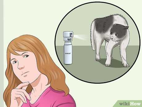 Training Techniques for Felines