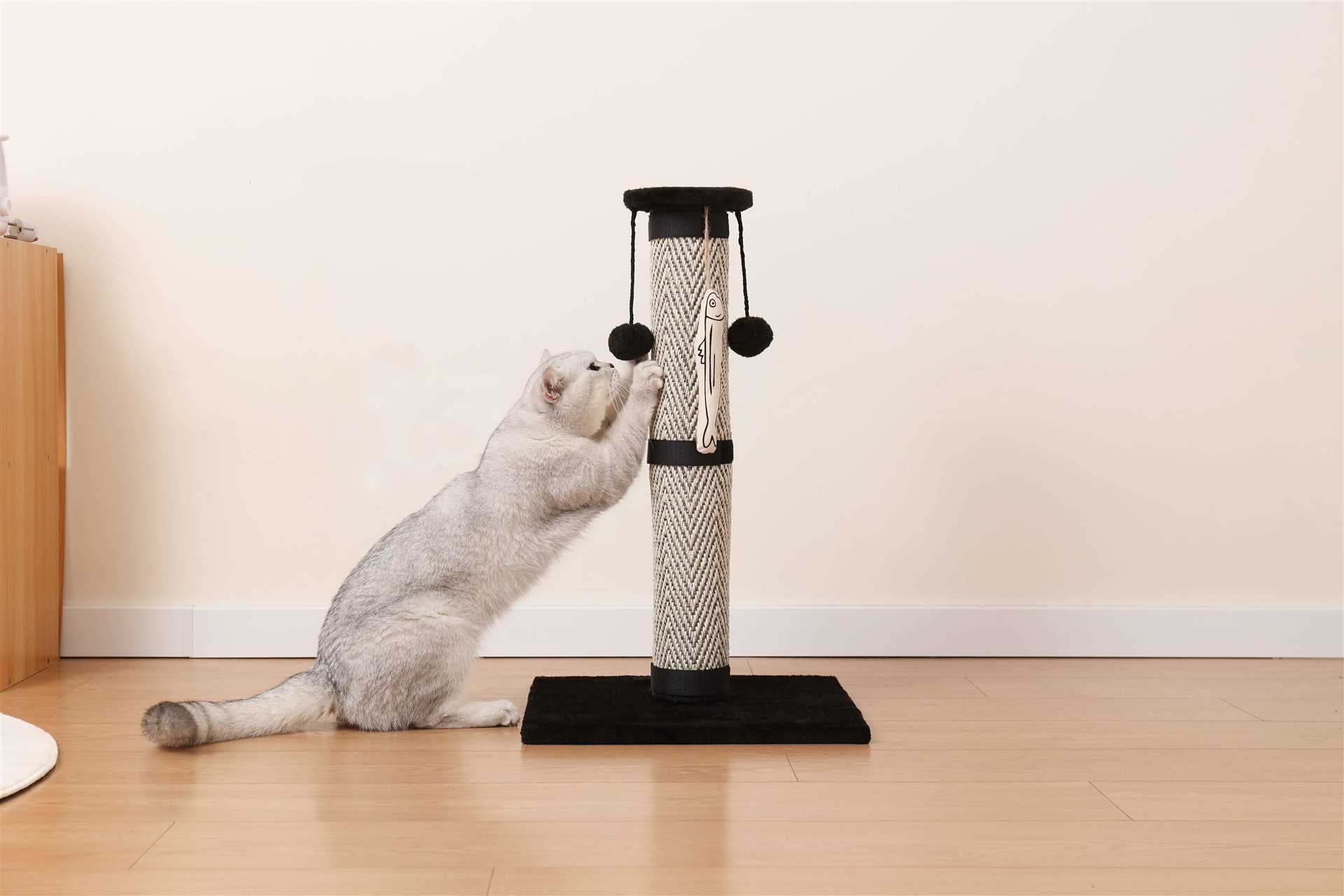Understanding Cat Behavior and Motivation