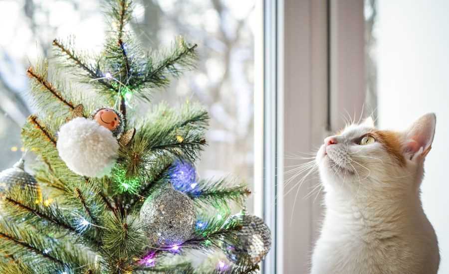 Train Your Feline to Avoid the Holiday Decoration