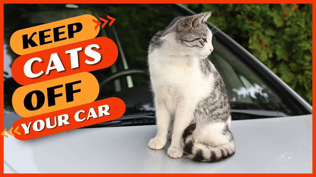 Utilizing Deterrents to Discourage Felines from Approaching Your Vehicle