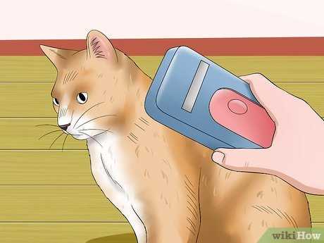 Maintain a Clean Porch to Avoid Attracting Felines