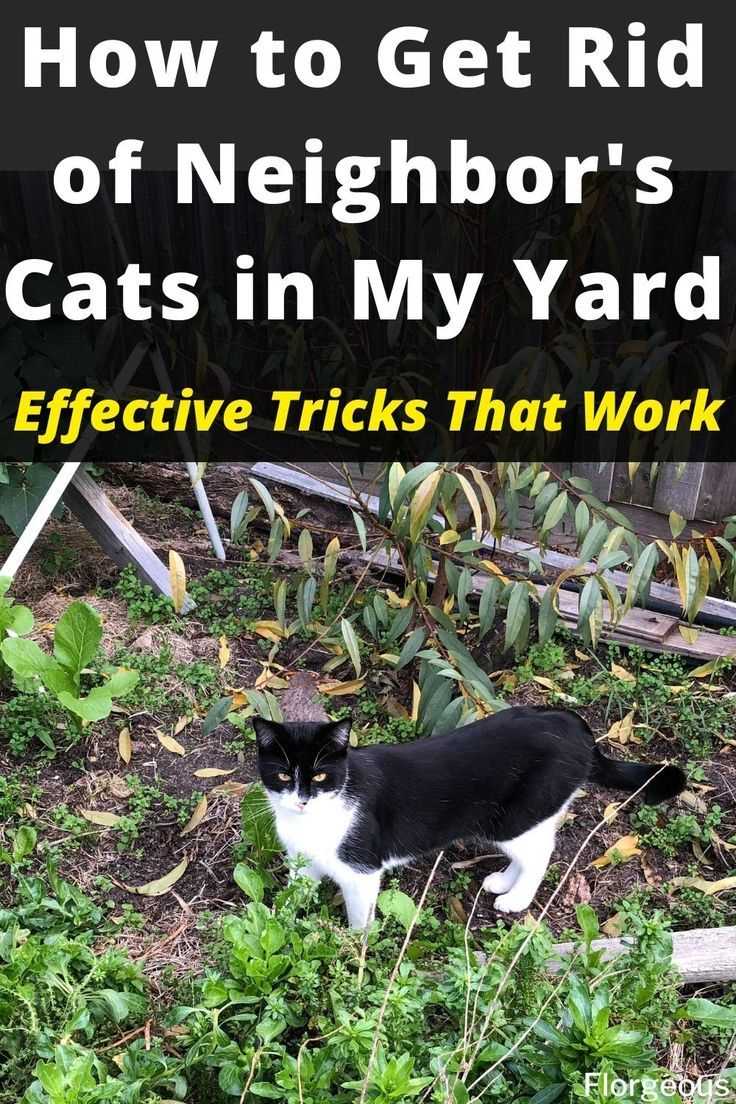 Use Scent-Based Repellents to Keep Felines Away