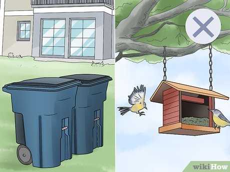 Using Natural Deterrents to Repel Cats