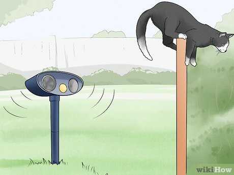 Methods to Deter Felines from Your Space