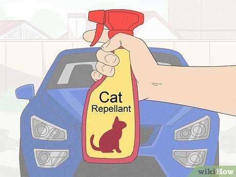 Strategies to Deter Felines from the Workspace
