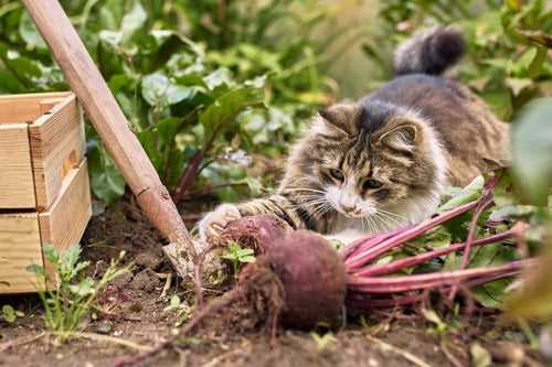 Utilizing Natural Deterrents to Repel Cats