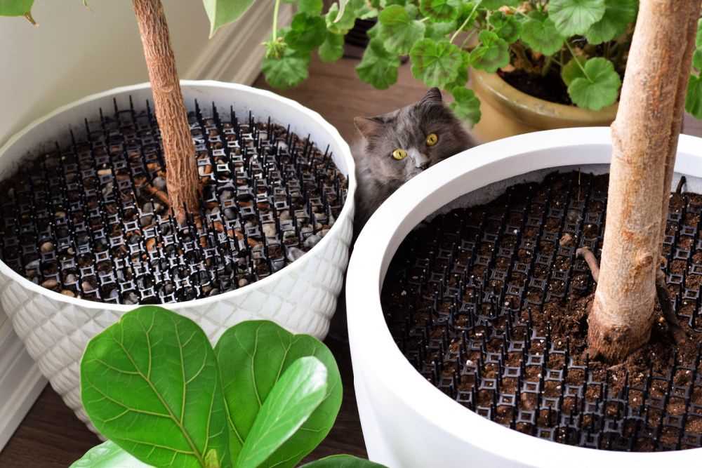 Physical Barriers to Prevent Feline Access