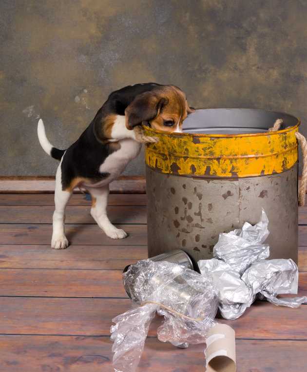 Utilizing Deterrents and Attractants to Secure Trash Areas