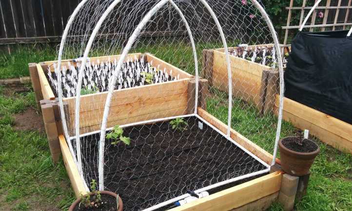 Using Natural Deterrents to Repel Cats