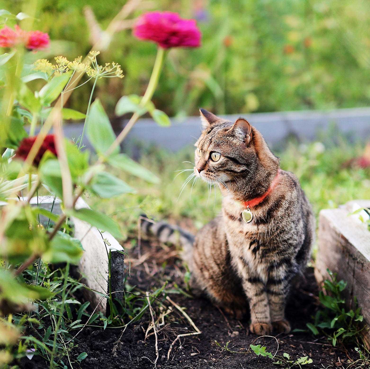 Implementing Scent and Noise Distractions for Felines