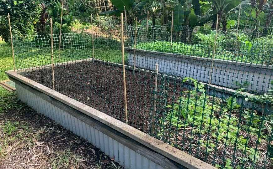 Utilizing Natural Deterrents to Repel Cats