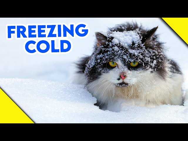 Choosing the Right Shelter for Your Outdoor Cats
