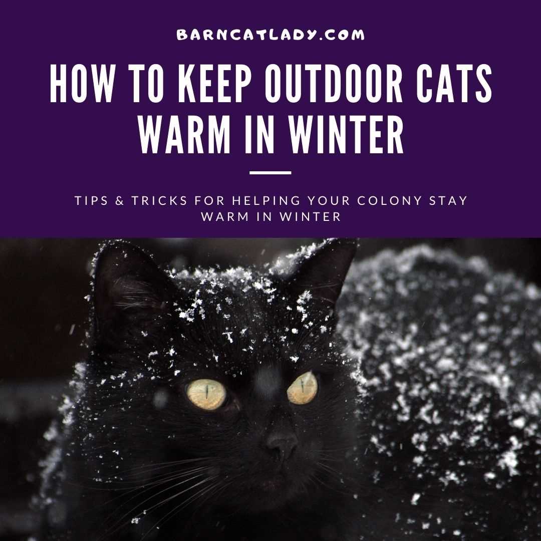 Providing Adequate Bedding and Insulation for Warmth