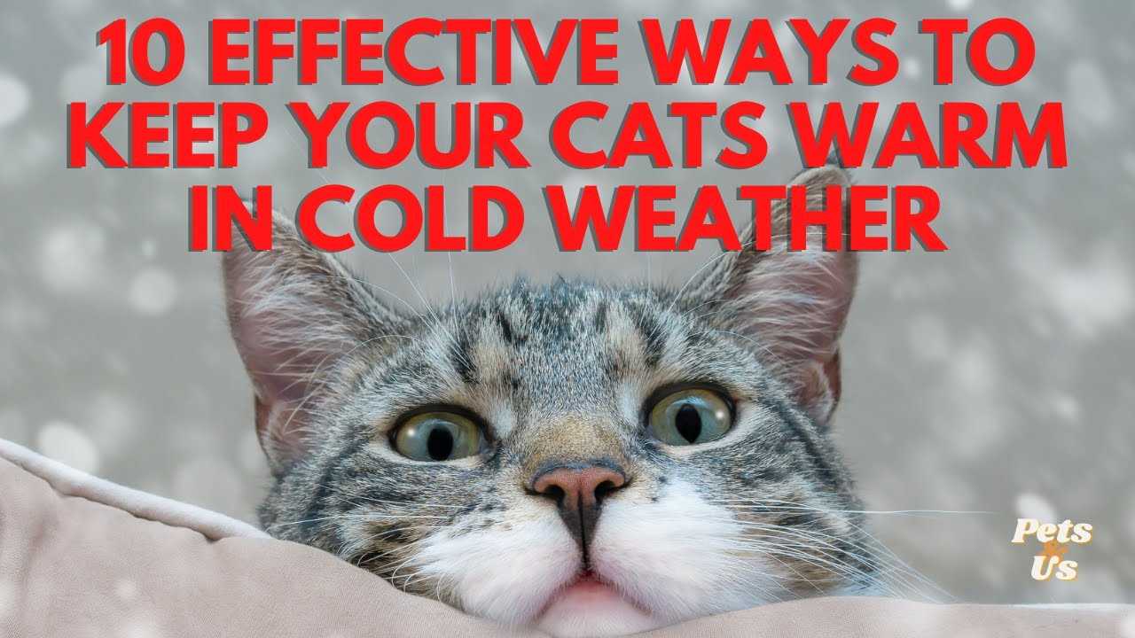 Utilizing Heat Retention Techniques for Cat Beds