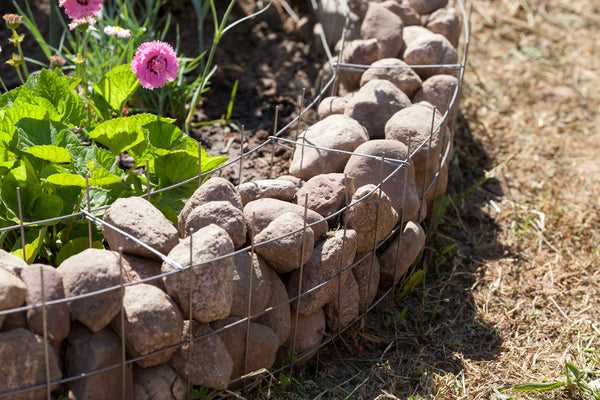 Natural Deterrents: Plants and Scents That Repel