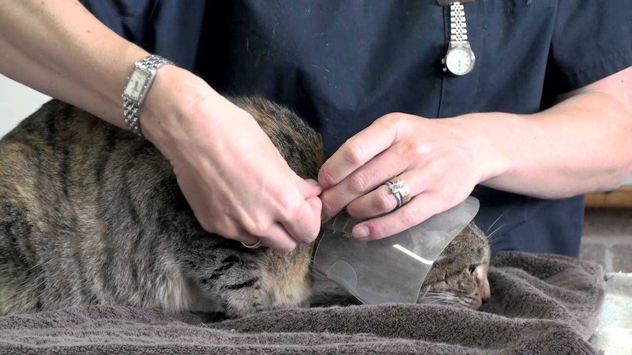 Techniques to Secure the Collar During Use
