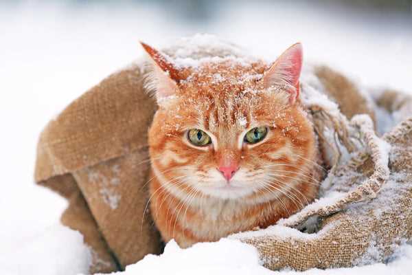 Insulation Techniques for Stray Felines