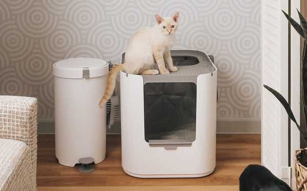 Strategies for Managing Cat Fur and Dander