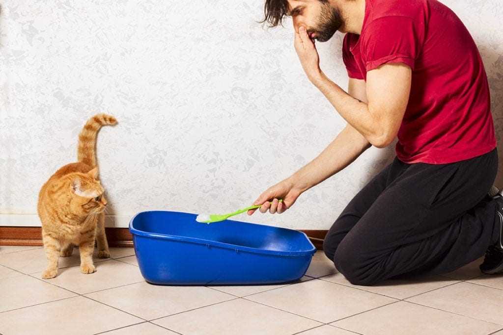 Regular Litter Box Maintenance Tips