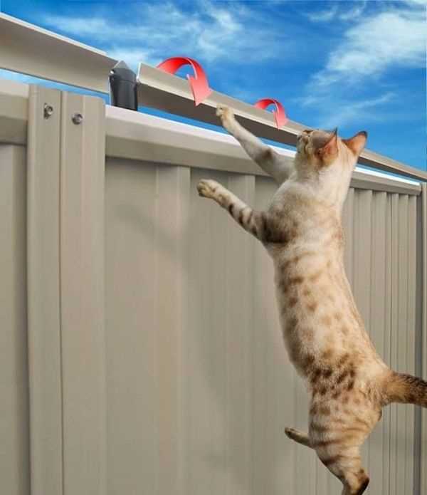 Provide engaging activities, like scratching posts and climbing structures, to stimulate curiosity and playfulness. Vertical space is particularly appealing; consider installing shelves or cat trees. This encourages exploration while keeping me safe indoors.