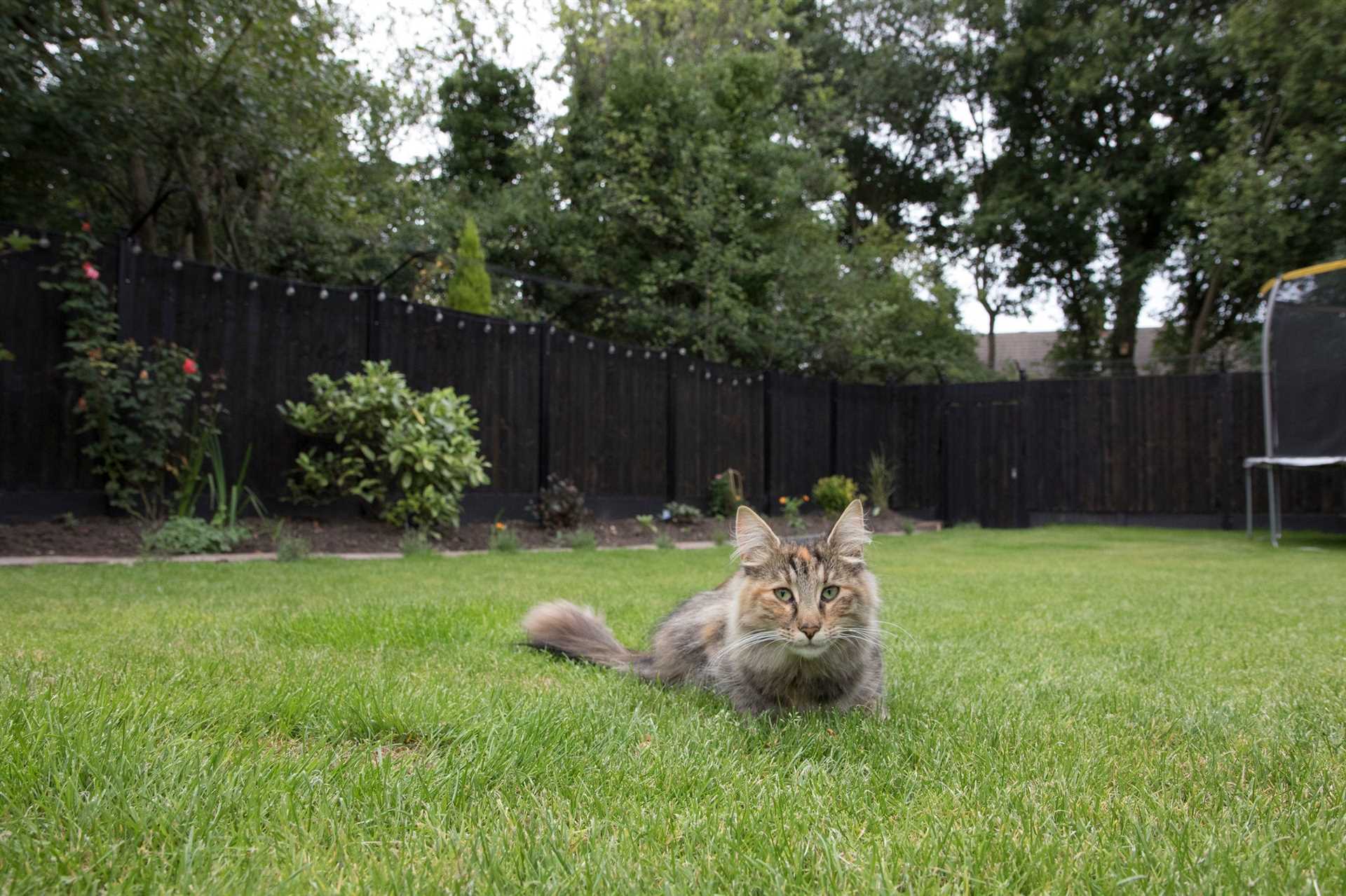 Training Techniques to Discourage Backyard Exploration